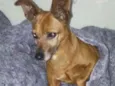 Cachorro raça PINSCHER idade 5 anos nome MAYA