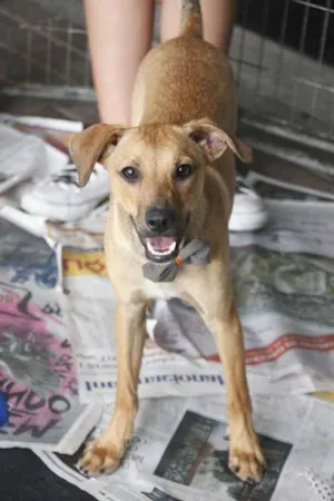 Cachorro raça srd idade 1 ano nome Minduim