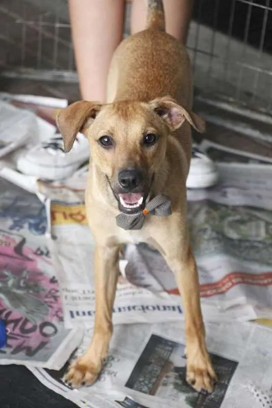 Cachorro ra a srd idade 1 ano nome Minduim