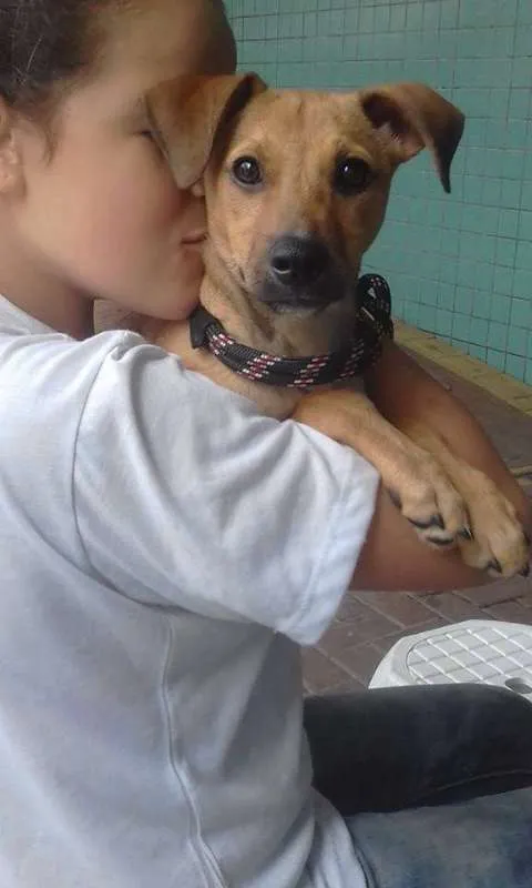Cachorro ra a srd idade 1 ano nome Minduim