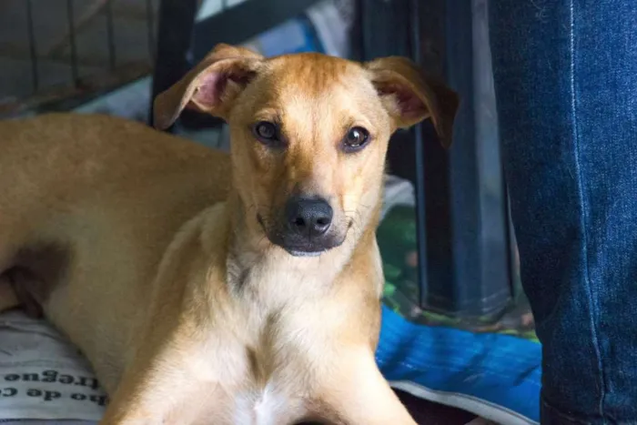 Cachorro ra a srd idade 1 ano nome Minduim