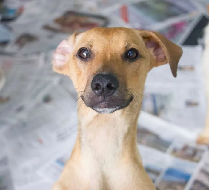 Cachorro ra a srd idade 1 ano nome Minduim