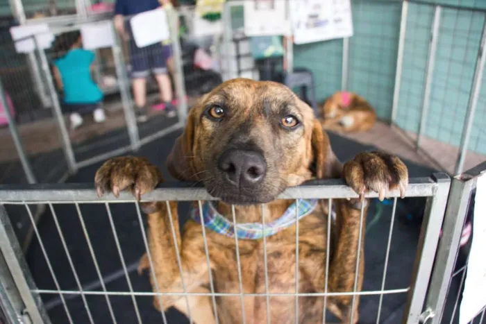 Cachorro ra a SRD idade 1 ano nome Tiger