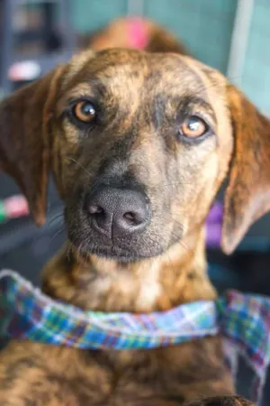 Cachorro raça SRD idade 1 ano nome Tiger