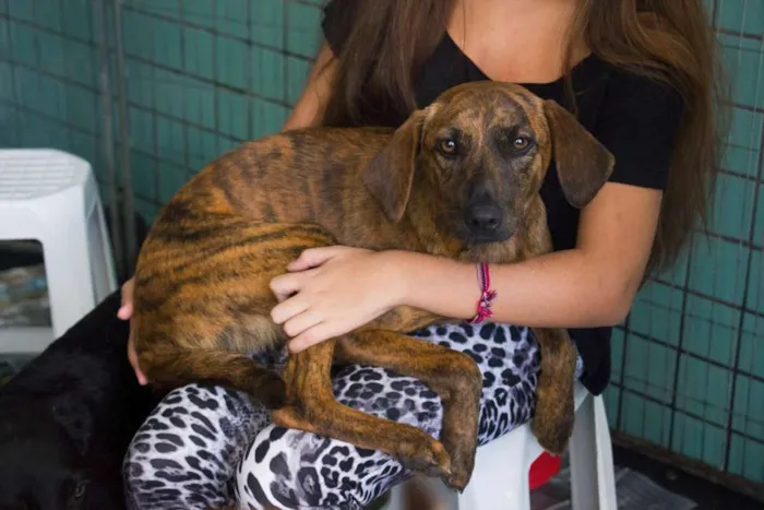 Cachorro ra a SRD idade 1 ano nome Tiger