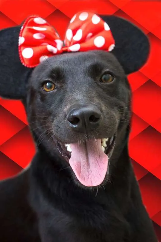 Cachorro ra a srd idade 1 ano nome Candy