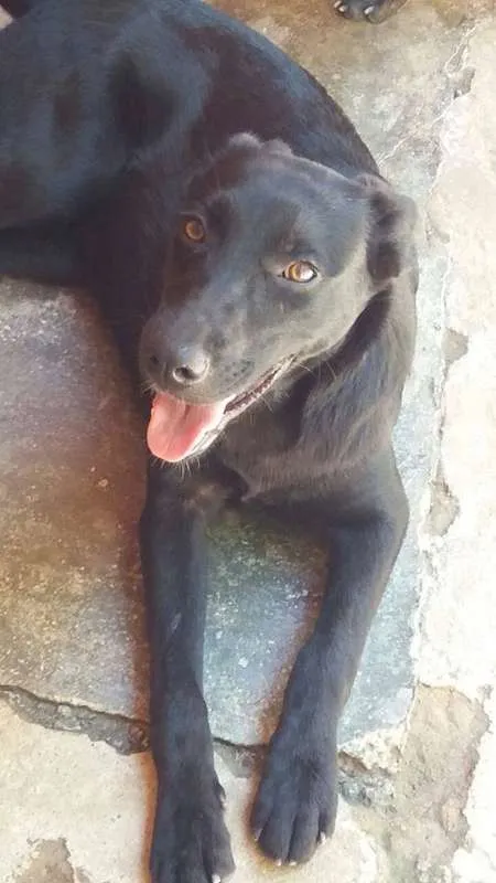 Cachorro ra a srd idade 1 ano nome Candy
