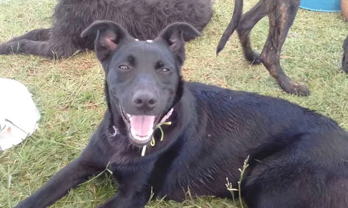 Cachorro ra a srd idade 1 ano nome Candy