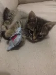 TIGRINHO