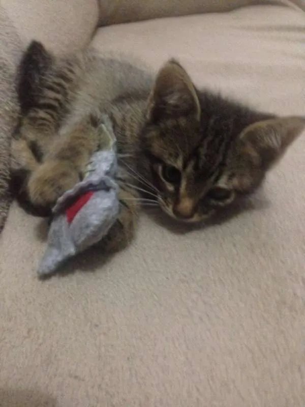 Gato ra a SRD idade 2 a 6 meses nome TIGRINHO
