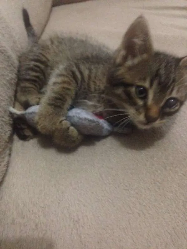 Gato ra a SRD idade 2 a 6 meses nome TIGRINHO