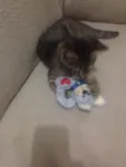 TIGRINHO