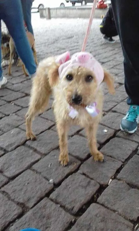 Cachorro ra a SRD idade 2 anos nome Missy