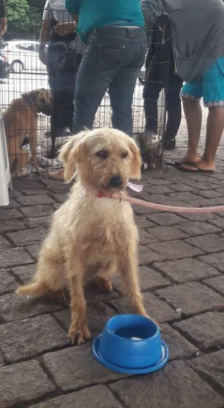 Cachorro ra a SRD idade 2 anos nome Missy