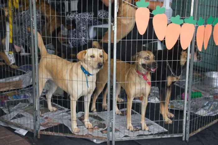 Cachorro ra a SRD idade 3 anos nome Athena