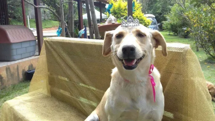 Cachorro ra a SRD idade 3 anos nome Athena