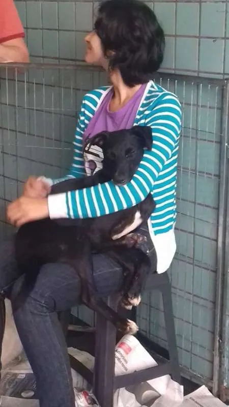 Cachorro ra a SRD idade 1 ano nome Kim