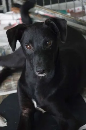 Cachorro raça SRD idade 1 ano nome Kim