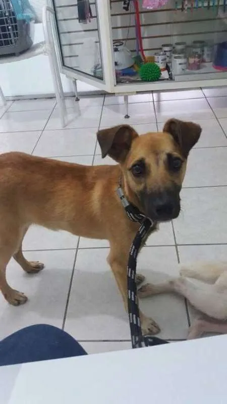 Cachorro ra a SRD idade 1 ano nome Heitor