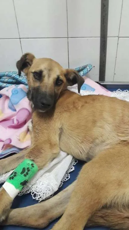 Cachorro ra a SRD idade 1 ano nome Heitor