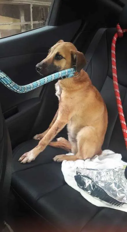 Cachorro ra a SRD idade 1 ano nome Heitor