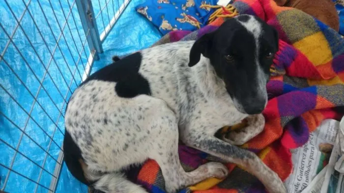 Cachorro ra a srd idade 3 anos nome Brenda