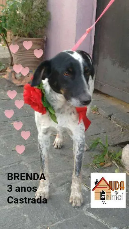 Cachorro ra a srd idade 3 anos nome Brenda