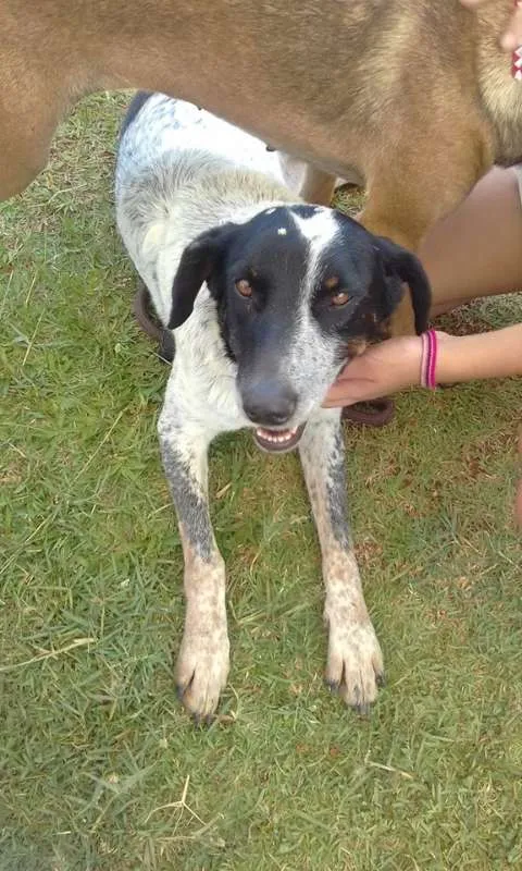 Cachorro ra a srd idade 3 anos nome Brenda