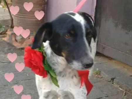 Cachorro ra a srd idade 3 anos nome Brenda
