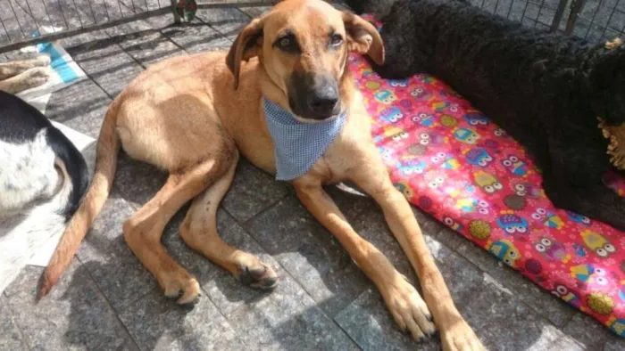 Cachorro ra a srd idade 1 ano nome Oddie