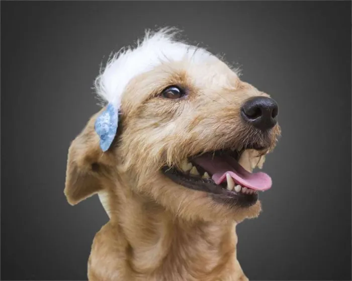 Cachorro ra a srd idade 3 anos nome Loira
