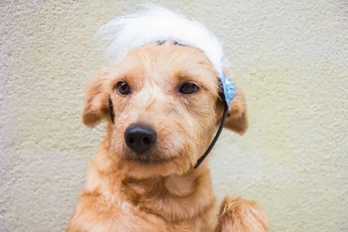 Cachorro ra a srd idade 3 anos nome Loira