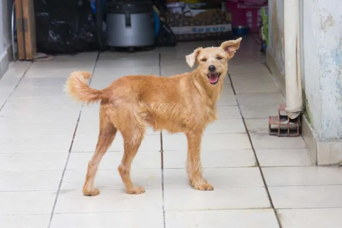 Cachorro ra a srd idade 3 anos nome Loira