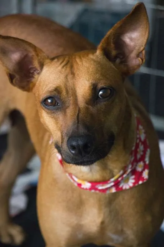 Cachorro ra a srd idade 2 anos nome Betina