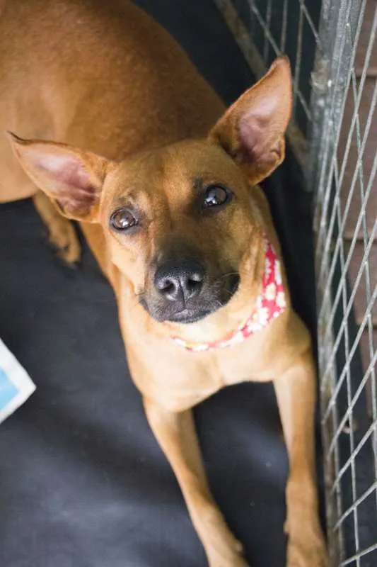 Cachorro ra a srd idade 2 anos nome Betina