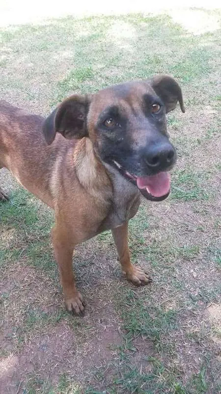 Cachorro ra a srd idade 3 anos nome Adelaide