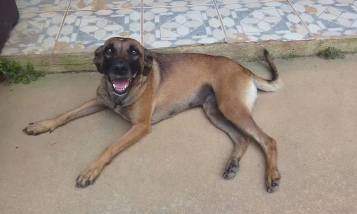 Cachorro ra a srd idade 3 anos nome Adelaide