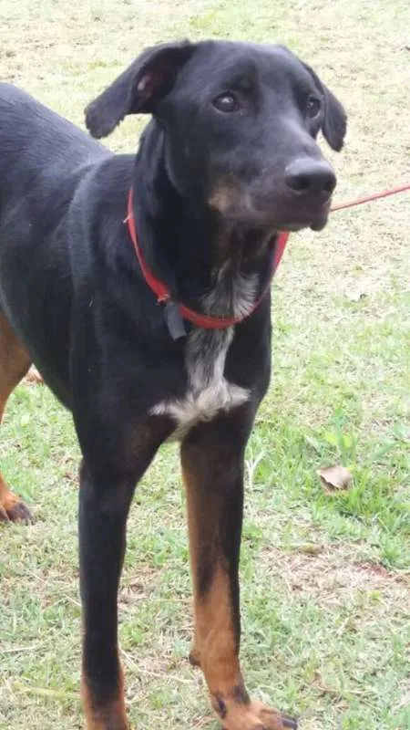 Cachorro ra a srd idade 1 ano nome Lobão