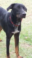 Lobão
