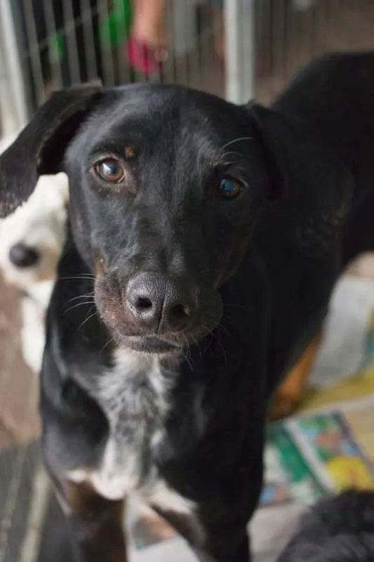 Cachorro ra a srd idade 1 ano nome Lobão