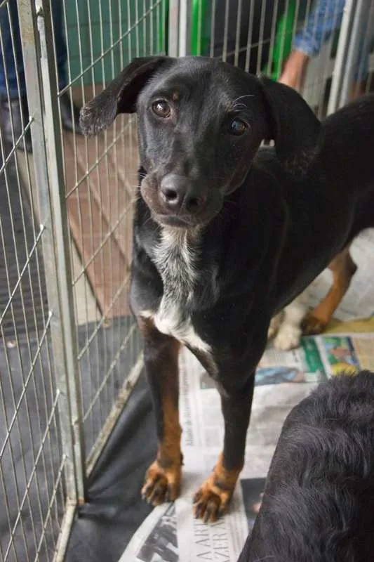 Cachorro ra a srd idade 1 ano nome Lobão