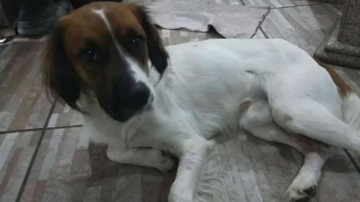 Cachorro ra a srd idade 1 ano nome Batatinha
