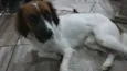 Batatinha