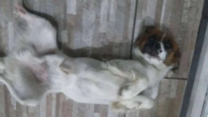 Cachorro ra a srd idade 1 ano nome Batatinha