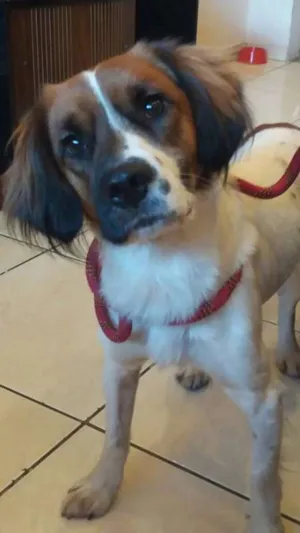 Cachorro raça srd idade 1 ano nome Batatinha