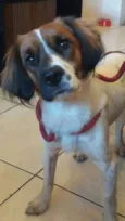 Batatinha