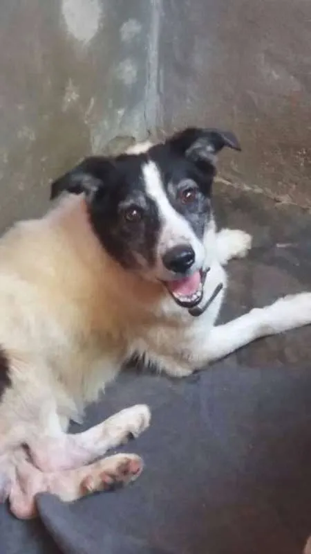 Cachorro raça srd idade 3 anos nome Bernardo