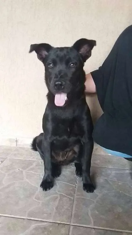 Cachorro ra a SRD idade 7 a 11 meses nome Pérola