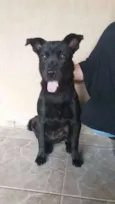 Pérola