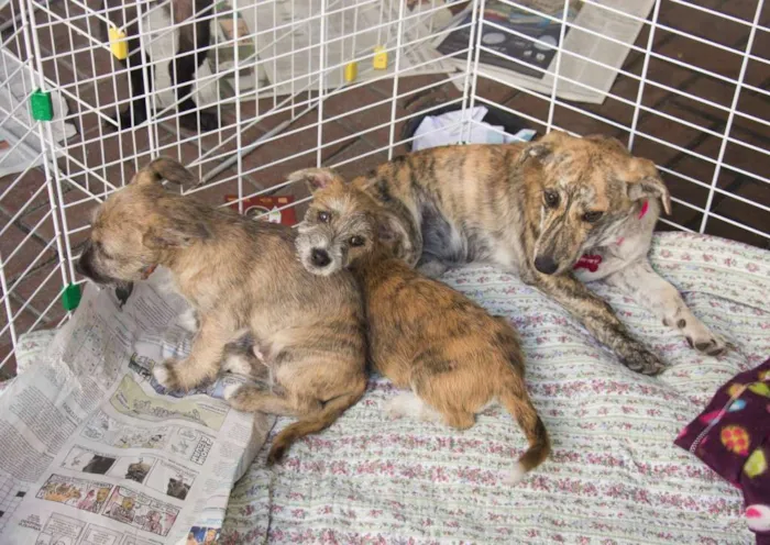 Cachorro ra a srd idade 2 a 6 meses nome Hanna e Banzé